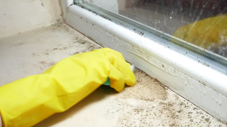 Trusted Murrells Inlet, SC Mold Removal Experts